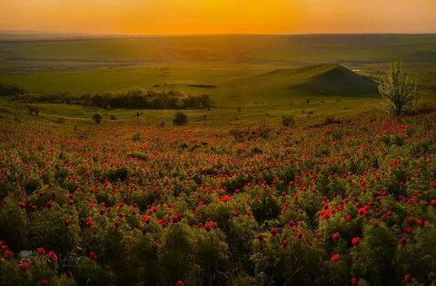 Ставропольские степи