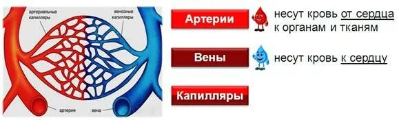 Органы дыхания и кровообращения 3 класс. Дыхание и кровообращение 3 класс. Система дыхания и кровообращения 3 класс. Кровообращение 3 класс презентация.