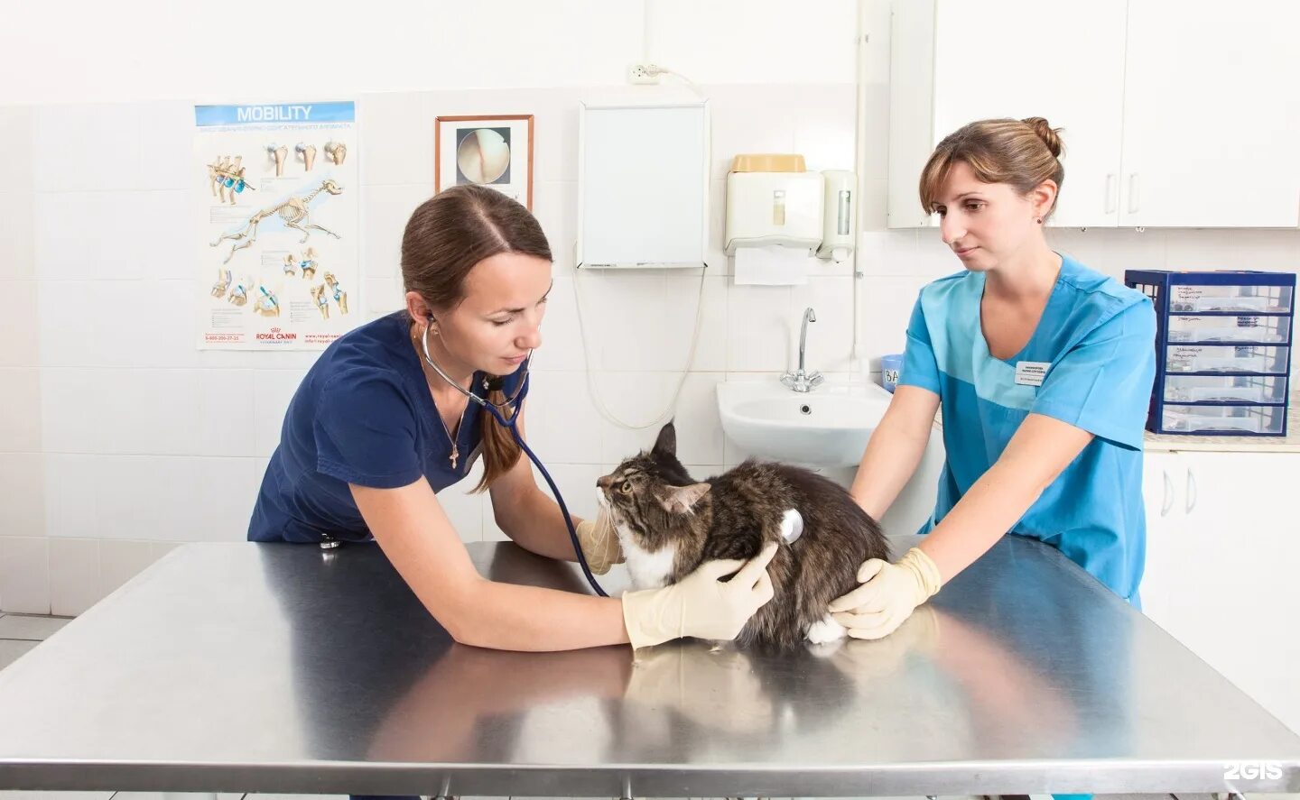 ветеринарная клиника бор нижегородская. ветеринар. счастливый ветеринар. ветлечебница кот и пес. пёс и кот ветеринарная клиника нижневартовск.