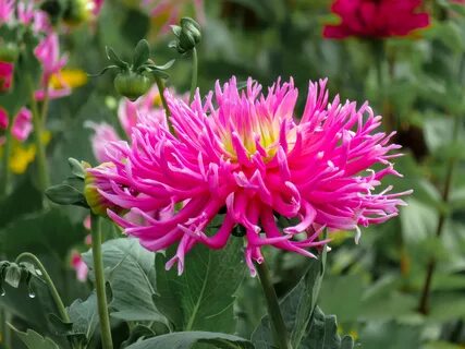 Dahlia bloom