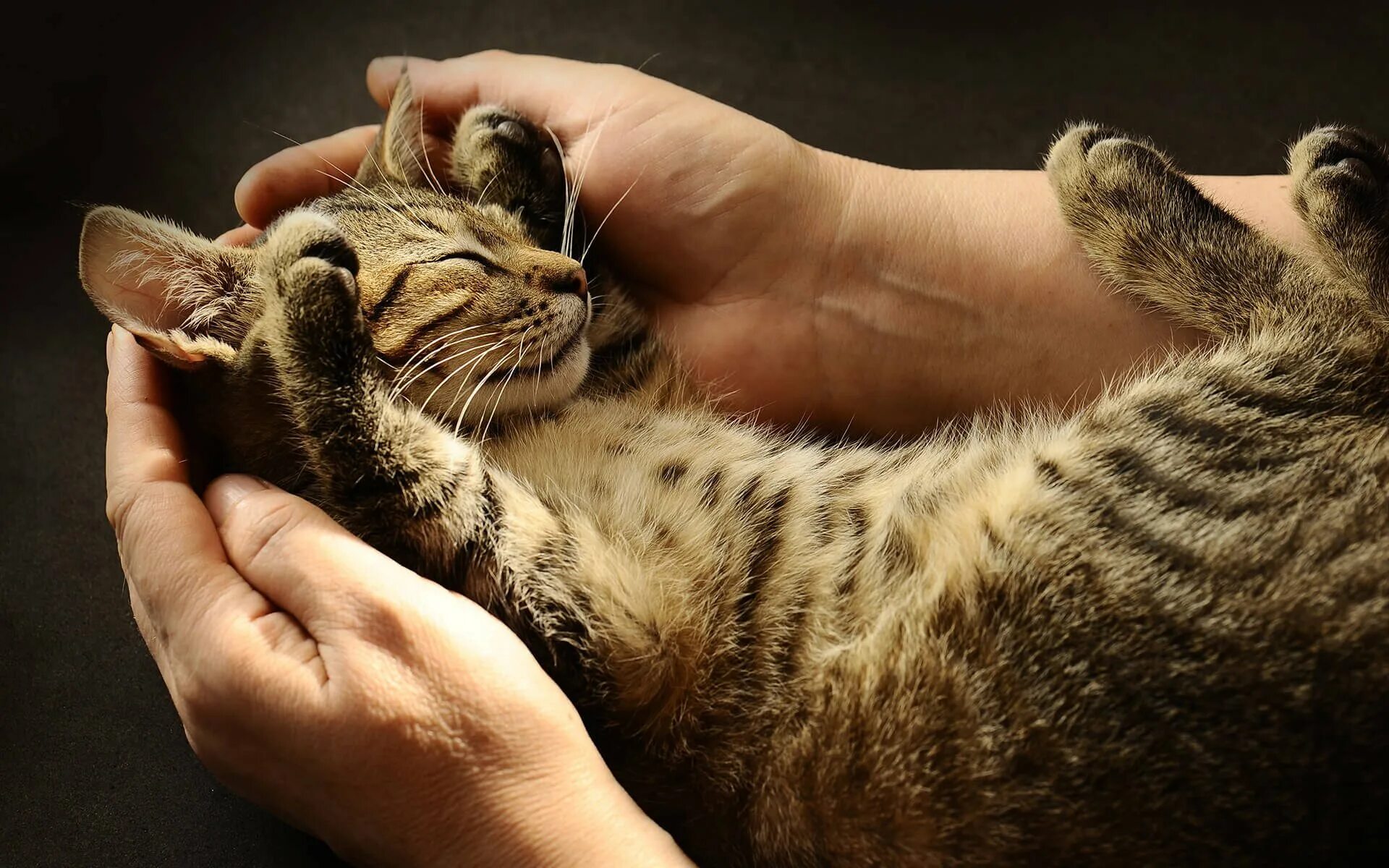 Почему кот ластится. Котенок на руках. кошка мурлычет. котенок на ладони. поглаживание кошки.