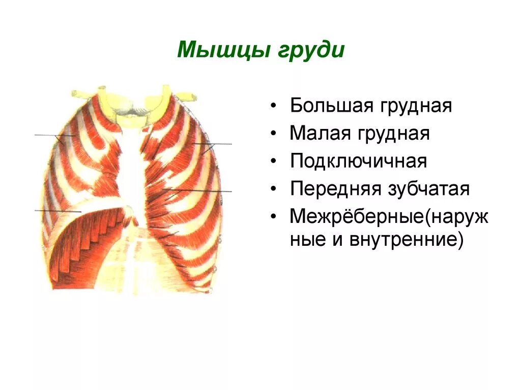 Мышцы груди. Дыхательные мышцы груди. Наружные межреберные мышцы. Внутренние мышцы грудной клетки.