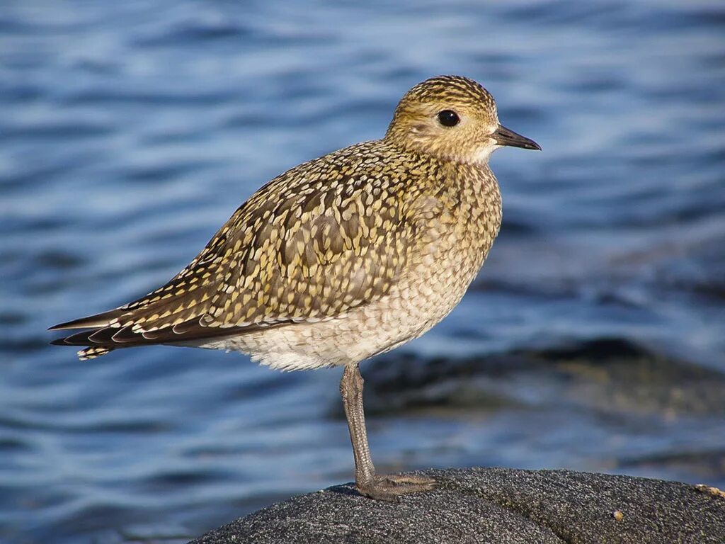 ржанка город. американская ржанка. родич ржанки. стая ржанок. Plover black.