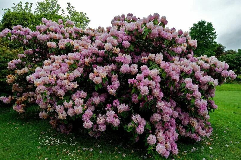 Камелия кустарник. Камелия кустовая. Камелия древовидная. Камелия древовидная Садовая. Камелия куст