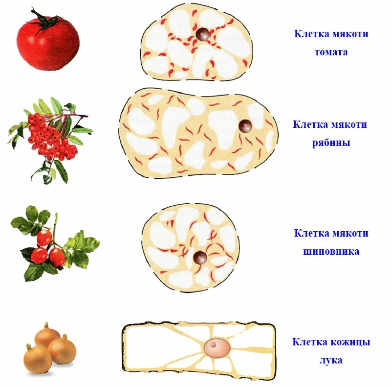 Клетка мякоти рябины. Клеточное строение мякоти томата. Строение клетки помидора. Клетки мякоти плода томата. Строение клетки томата под микроскопом.