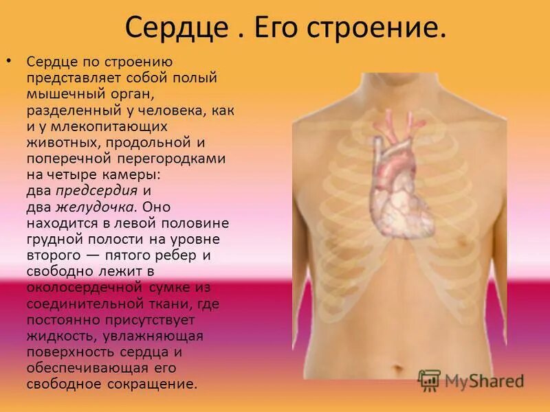сердце является полым мышечным органом разделенным на