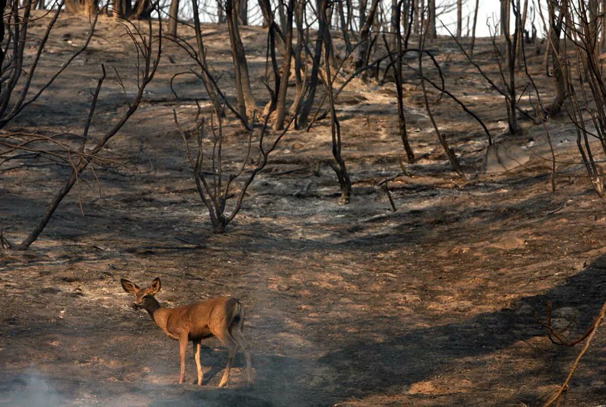 Вырубка леса и животные. Животные бегут из леса. Животные после пожара в лесу. Уничтожение лесов и животных.