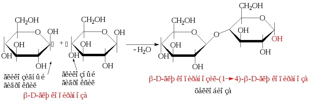 Глюкоза и фруктоза образуются при гидролизе. Альфа и бета 1 4 гликозидная связь. Альфа 1 4 гликозидная связь. Лактоза гликозидная связь. Образование гликозидной связи.