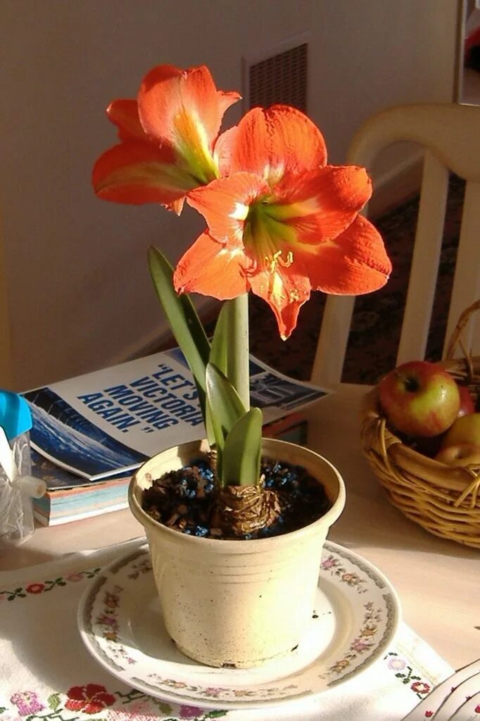 Эухарис. Лилия азиатская пьетон. Цветок гиппеаструм амариллис. Лилия в горшке после цветения. Лилии в горшке.
