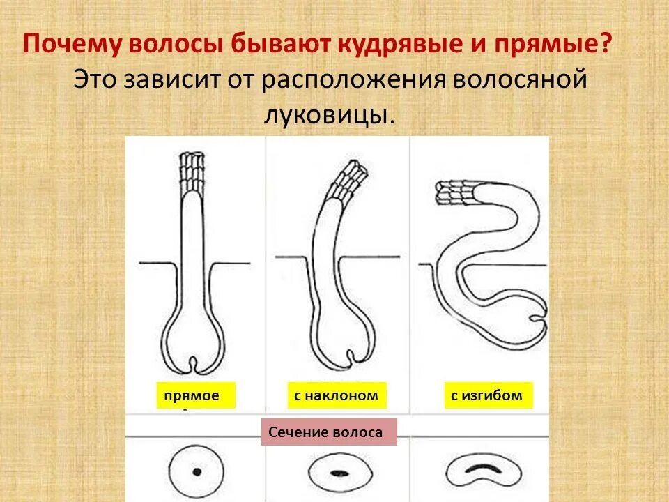 Какая бывает структура волос. Структура волнистых волос. Почему волосы кудрявые. Почему волосы прямые и кудрявые. Структура прямых и кудрявых волос.