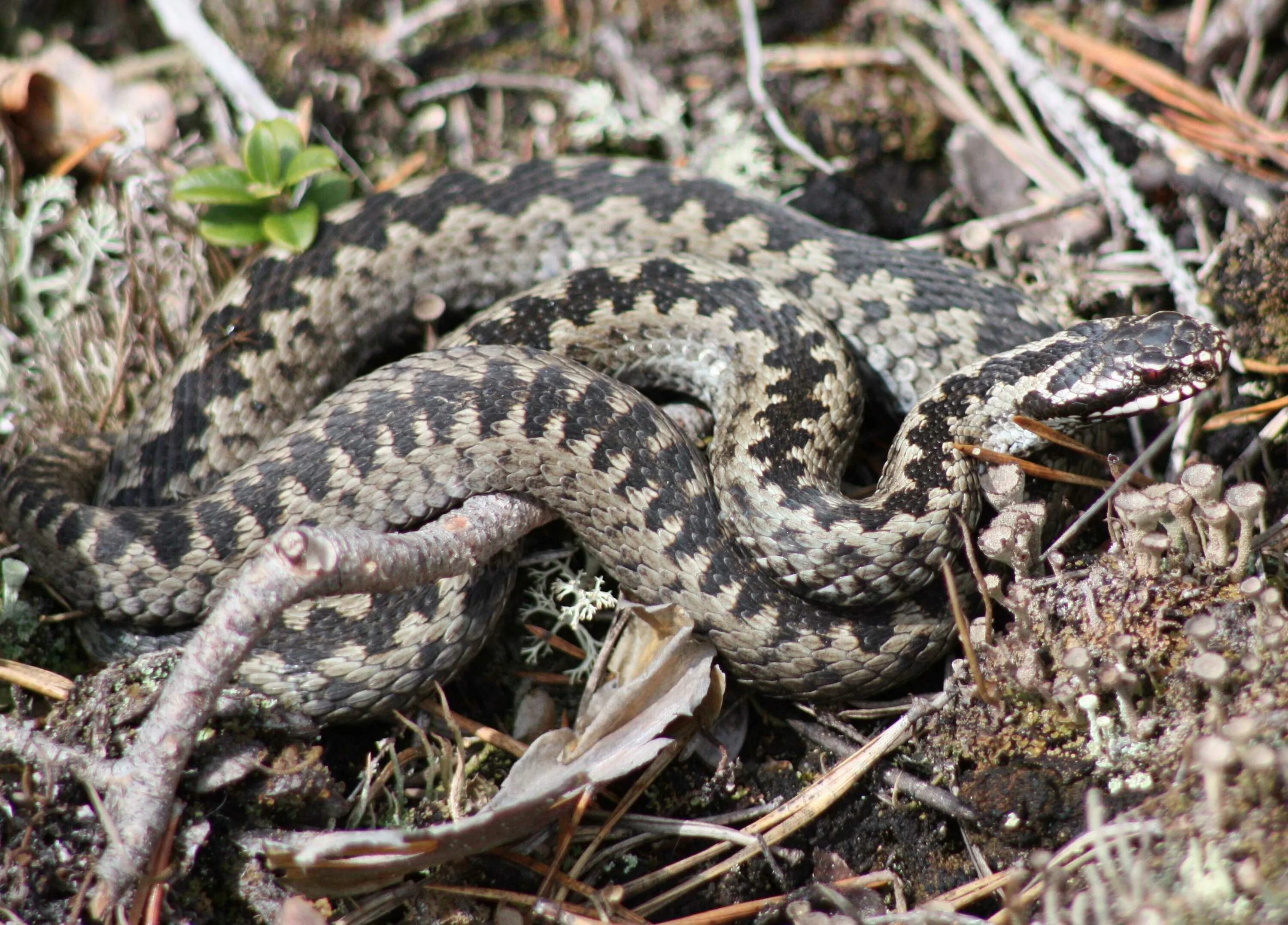 Гадюка образ жизни. Степная гадюка щитомордник. Vipera berus гадюка. Щитомордник змея Дальневосточный. Гадюка армянская (Vipera xanthina).