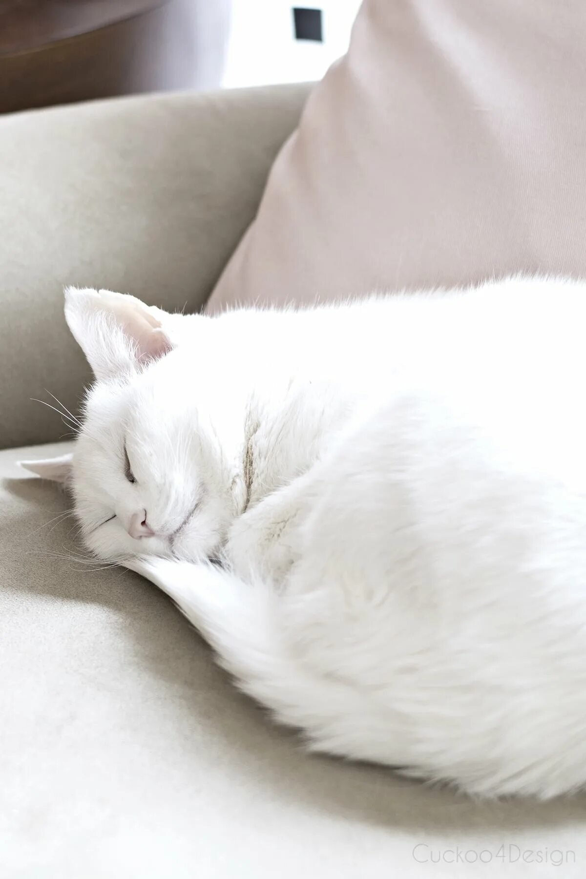 Сон белая кошка к чему снится. Спящий белый кот. Кошка белая. Белый котик.