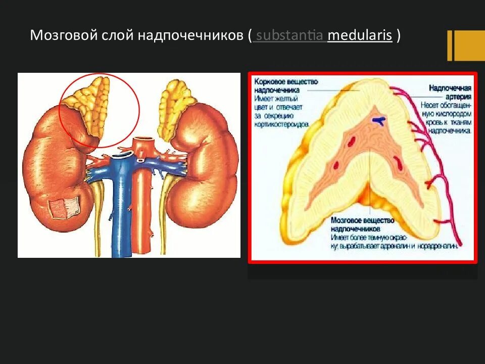 Лимфоузлы надпочечников. Феохромоцитома надпочечника. Мозговой слой надпочечников. Феохромоцитома опухоль надпочечников. Надпочечники в головном мозге.