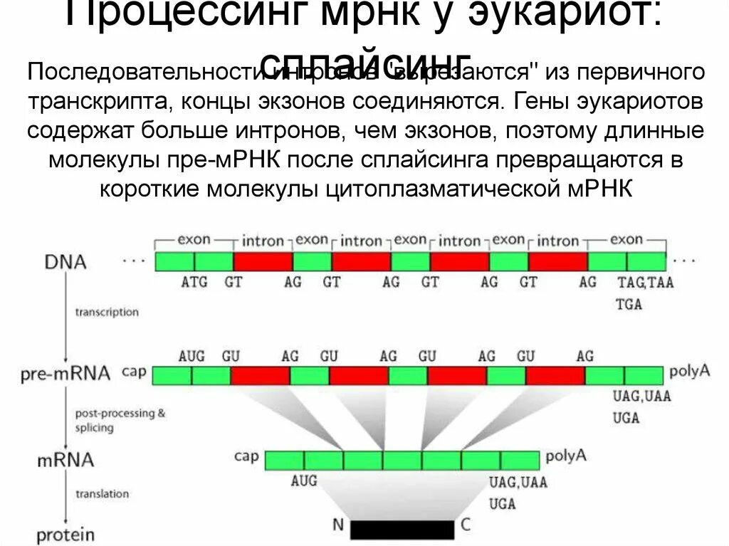 Процессинг и сплайсинг. Процессинг пре-МРНК У эукариот. Процессинг РНК У эукариот. Процессинг пре-МРНК.