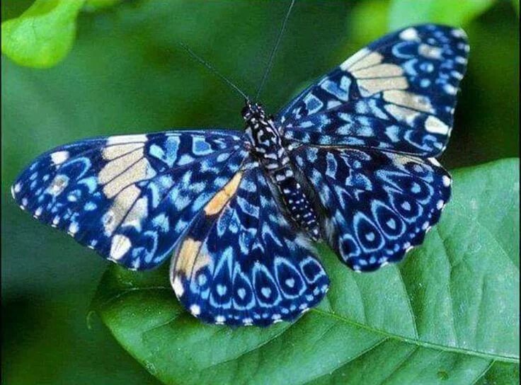 Pin de Carmen Chiriac em Silent Flight Borboletas, Imagens de borboletas voando,