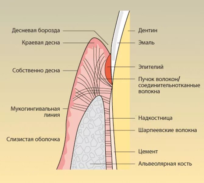 Строение зуба костная альвеола. Надкостница челюсти анатомия. Альвеолярная кость зуба строение. Десневой Желобок гистология.