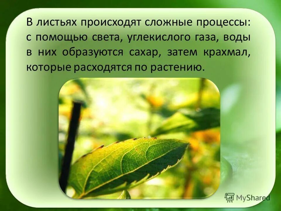 Процессы происходящие в листе. Процессы в листьях. Какой процесс происходит в листьях растений?. Процессы листа для растения. В листьях часть воды используется в процессе