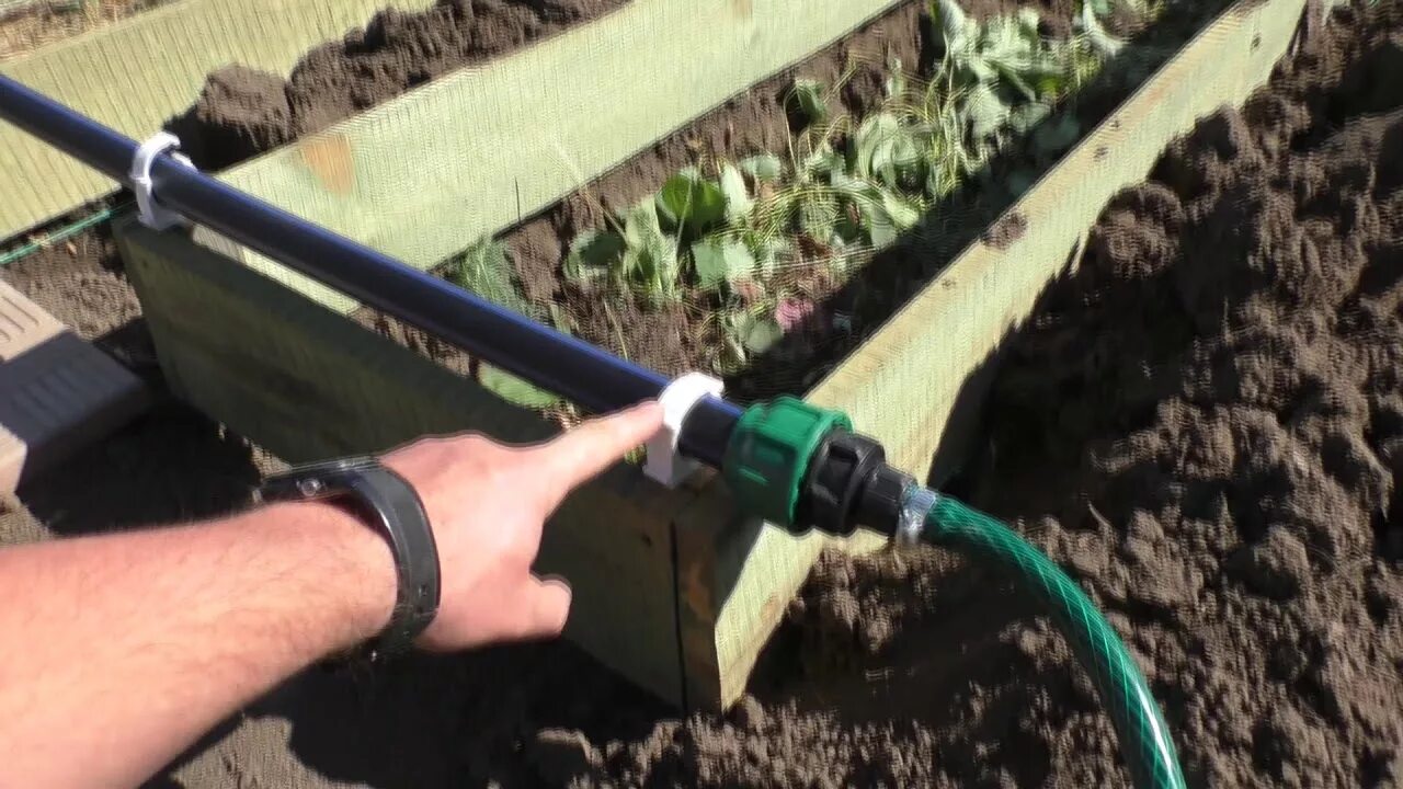 Капельный полив для виктории. Drip irrigation pipe. Капельный полив для виктории. Капельный полив на высоких грядках. Как сделать полив для клубники.