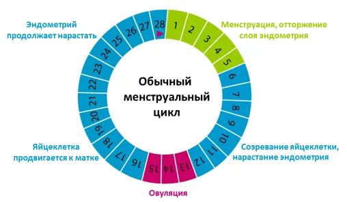 Какой шанс забеременеть от смазки. Безопасные дни для незащищенного акта. Возможность забеременеть цикл. Безопасные дни до и после месячных. В какие дни можно забеременеть.