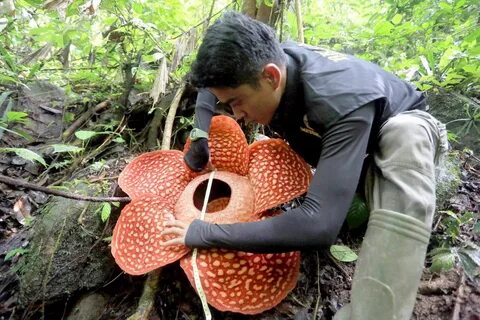 Раффлезия это паразит