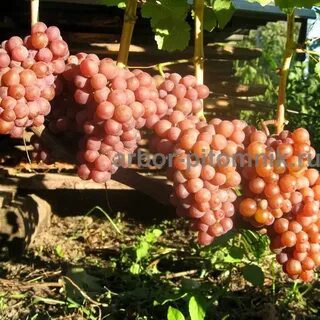 Виноград рондо описание