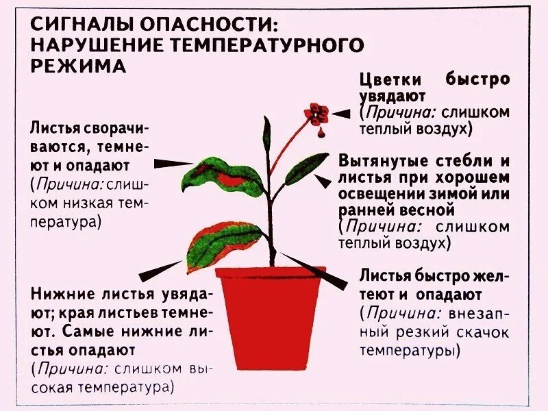 Когда лучше поливать рассаду утром или вечером. Температура для комнатных растений. Температурный режим растений. Температурный режим для комнатных растений. Оптимальная температура для комнатных растений.