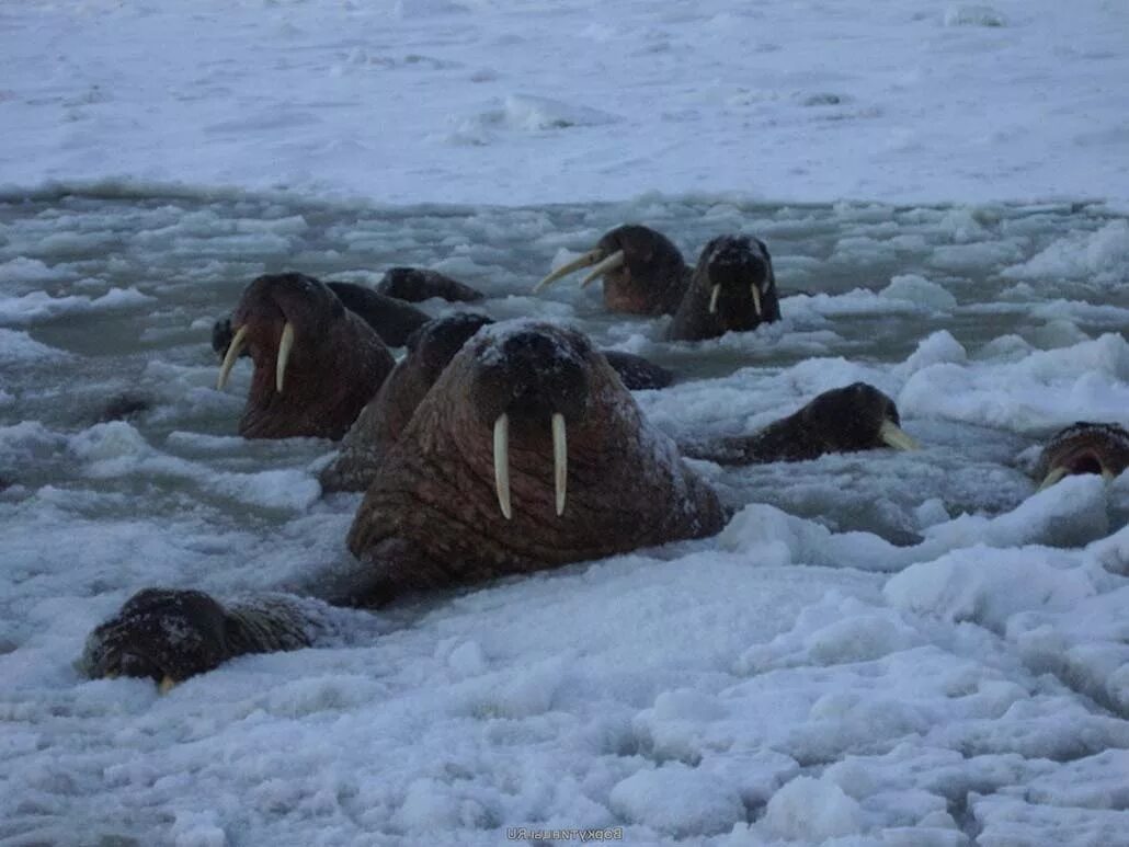 Индекс морж биржы. Лаптевский морж. морж лаптевский подвид. моржи в баренцевом море. тихоокеанский морж.