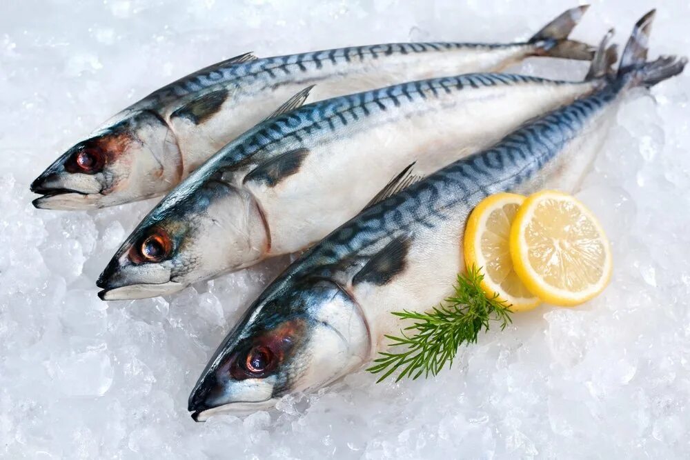 Сырая рыба много. Рыба скумбрия свежемороженая. скумбрия сельдь лосось. макрель и скумбрия. скумбрия дальневосточная.