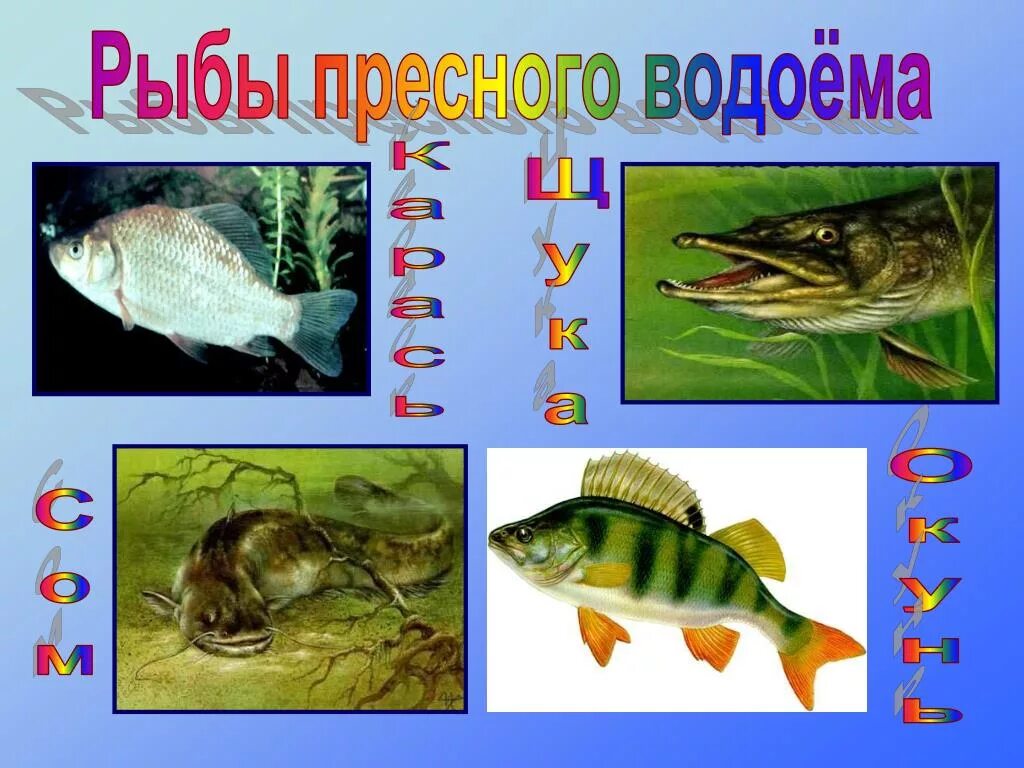 В водоеме обитают разнообразные организмы окунь щука