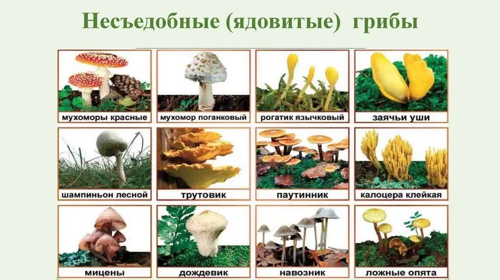 Загадки о грибах 2 класс