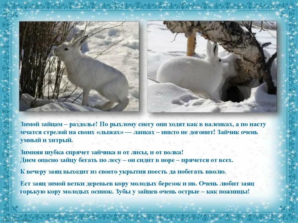 Как зимуют животные. Зимующие звери. Доклад о животных зимой. Животные зимой презентация. Изменения животных зимой 5 класс биология