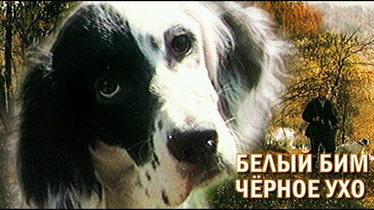 Белый глаз черное ухо. Белый бим черное ухо 1977. белый бим черное ухо порода бима. белый бим черное ухо (1976).