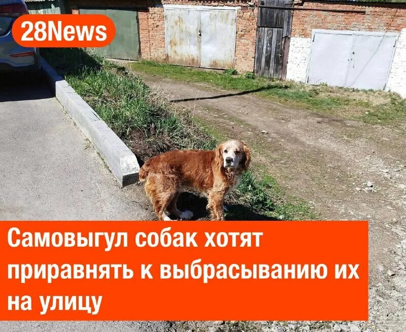 штрафы для владельцев собак. самовыгул собак. собака на самовыгуле. штраф за самовыгул собак. штрафы для владельцев собак.