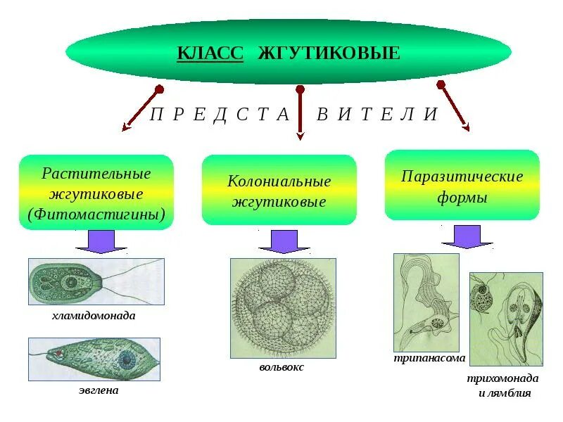 Типы одноклеточные жгутиковые. Особенности строения жгутиковых. Класс жгутиковые. Класс простейшие. Сколько простейших известно