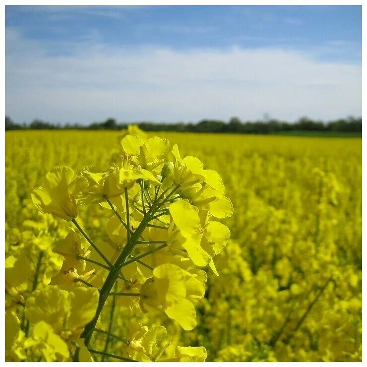 Рапс что это за растение для чего. Рапс яровой сидерат. рапс галант brassica napus. рапс (brassica napus var. oleifera). яровая сурепица желтая.