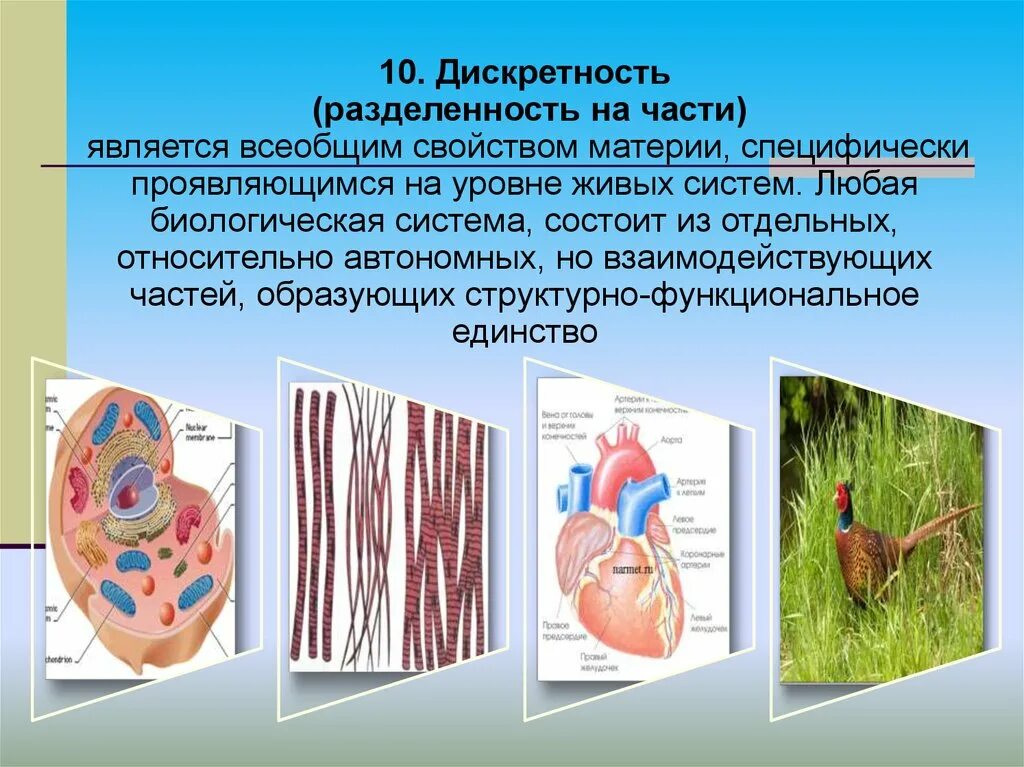 Живой тканью является. Дискретность живых систем. Свойства живых организмов дискретность. Целостность живых организмов. Дискретность свойство живого.