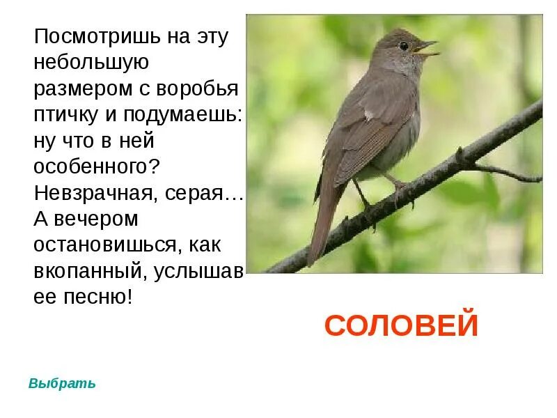 Слышишь песню соловья. Маленькая серая птичка меньше воробья. Размер воробья. Соловей размер по сравнению с Воробьем. Невзрачная птичка.