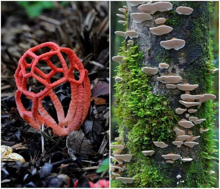 Решеточный красный. Покажи редкие грибы. Решёточник красный гриб. Гриб родотус розовый. Редкие грибы россии.