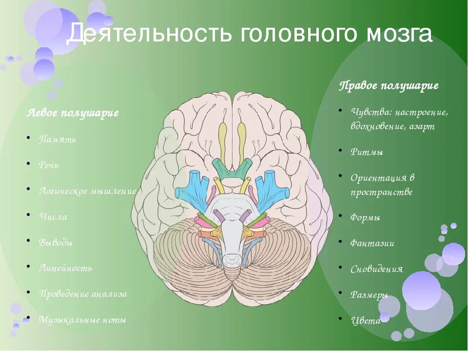 Левая и правая часть мозга. Мозговые полушария. Левая сторона мозга. Левое полушарие головного мозга. Правое полушарие больше левого
