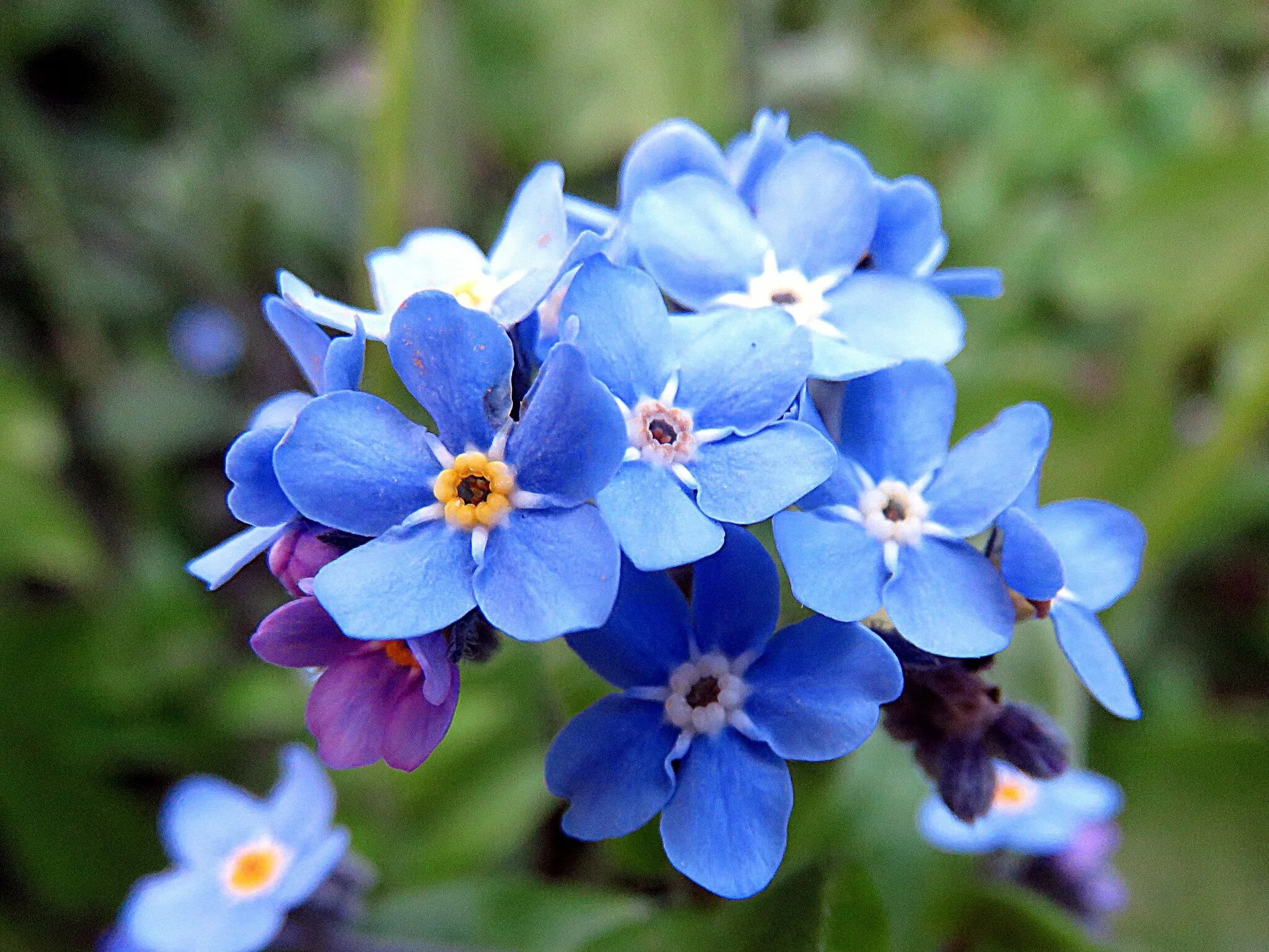 Незабудка виды. Незабудка гибридная. Незабудка ультрамарин. Цветок Myosotis. Незабудка Альпийская голубая.