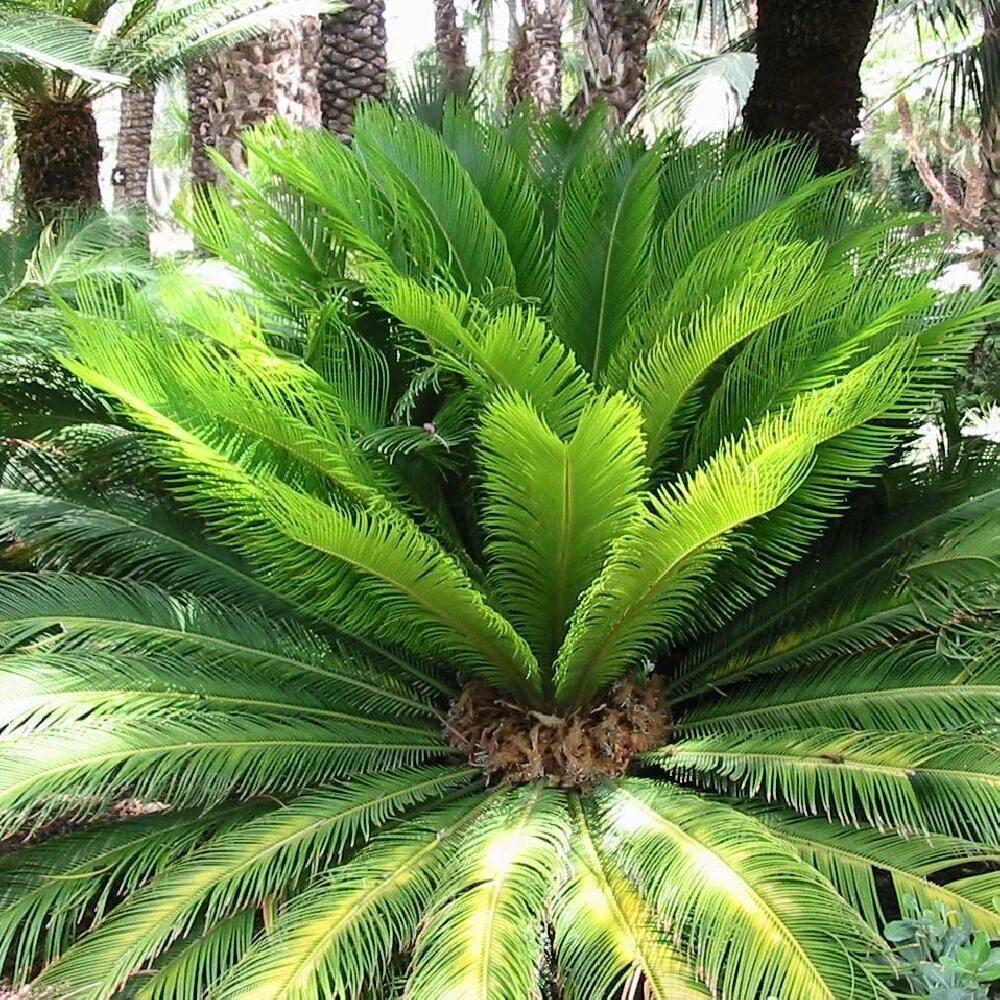 Cycas revoluta. Саговник цикас. цикас революта. цикас revoluta. саговник саговая пальма.