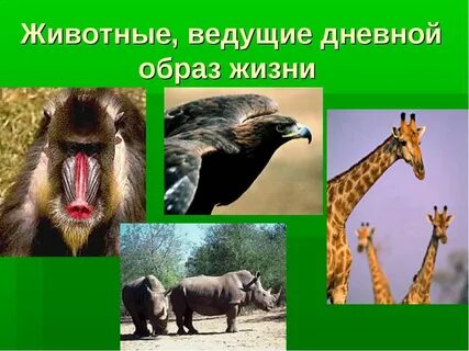 Дневной образ жизни ведут