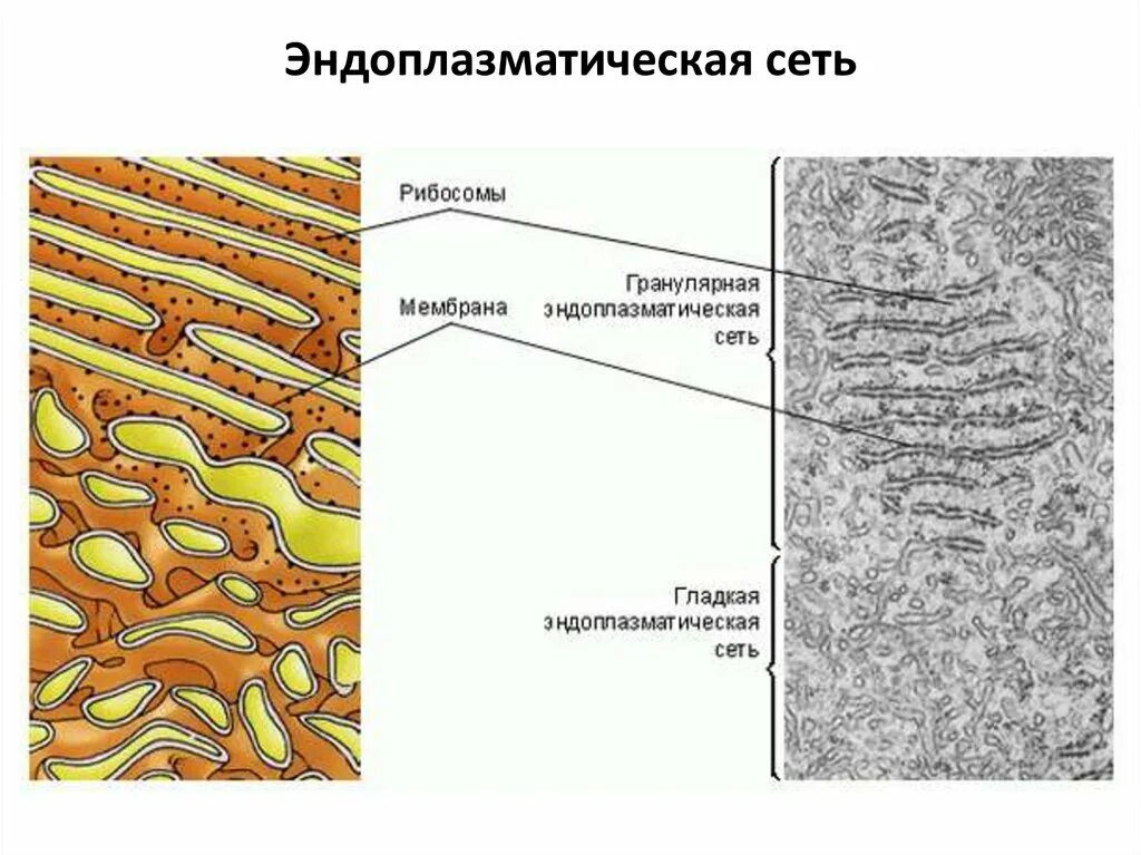 Строение эндоплазматической мембраны. Эндоплазматический ретикулум строение. Эндоплазматическая сеть под микроскопом. Эндоплазматический ретикулум органеллы.