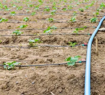 Drip irrigation