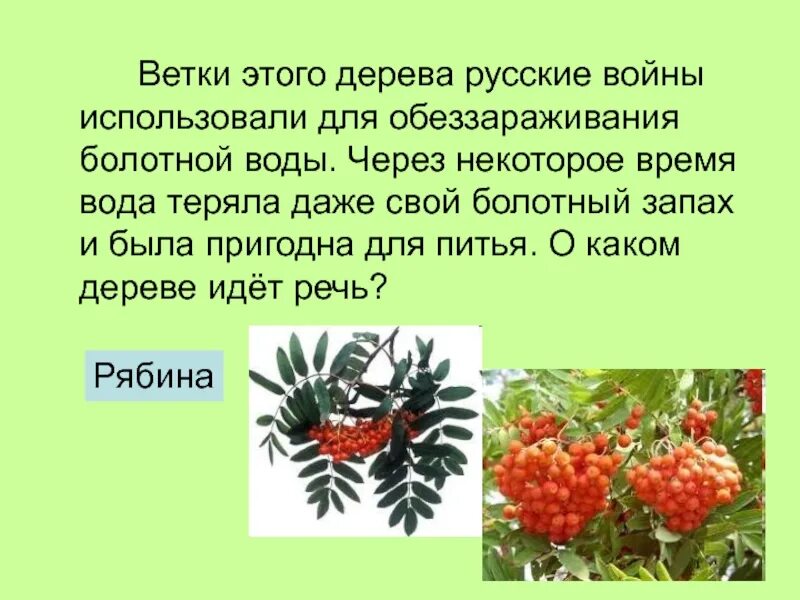 Обеззараживание воды листьями рябины. Ветки какого растения можно использовать для обеззараживание воды. Деревья кустарники обеззараживающие воду. Ветки каких деревьев НАМУРАЛЕ прригодны для плетения.