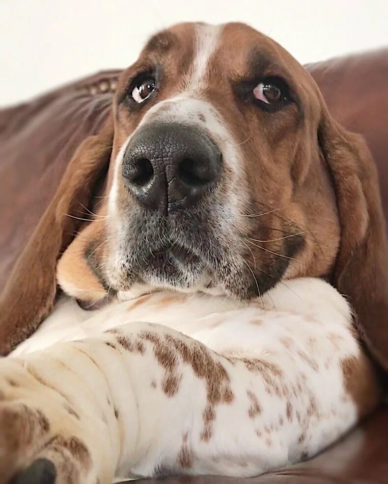 Шотландский бассет. Бассет хаунд. Щенки бассета. Щенки бассета. Бретонский бассет хаунд.