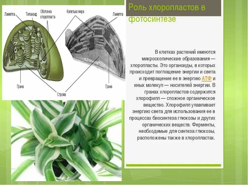 В каких клетках расположена основная масса хлоропластов. Хлоропласты их роль в фотосинтезе. Роль хлоропластов в фотосинтезе. Строение листа фотосинтез. Фотосинтез в хлоропластах.