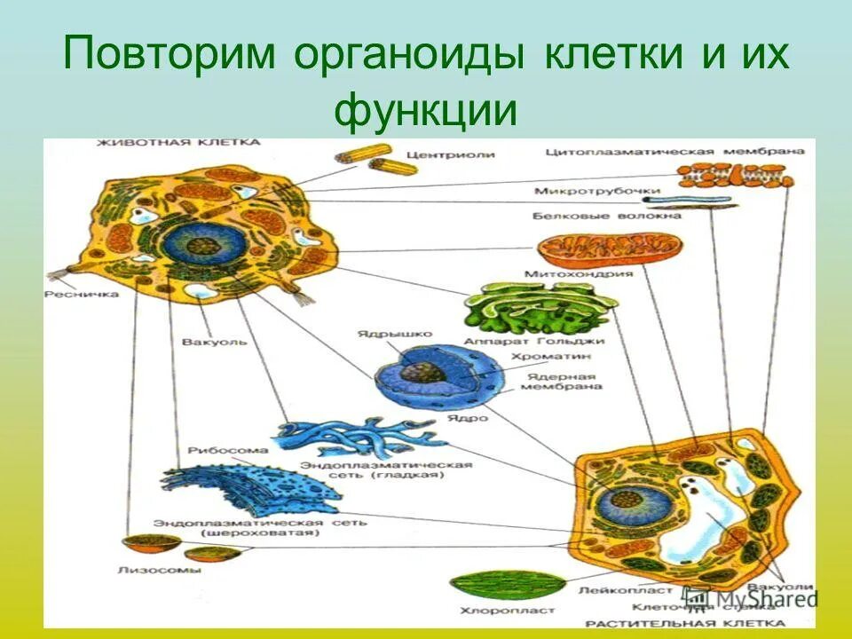 Записать функцию органоидов