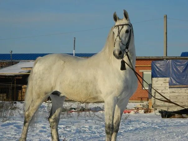 Русский тяжеловоз. Авито лошади красноярский. Лошади в продаже в осетии. Продается конь. Лошади красноярский край.