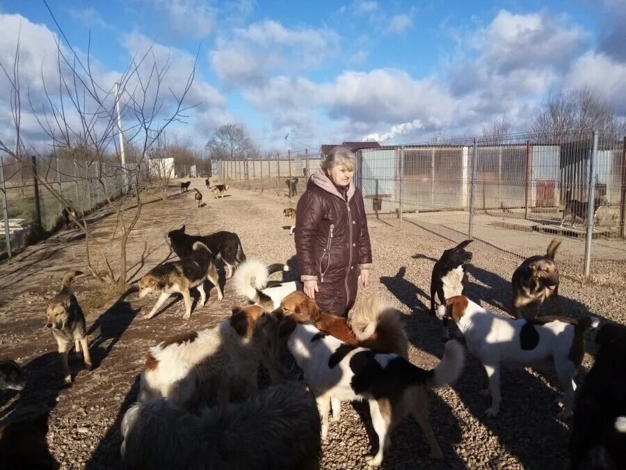 Приют верность Смоленск. Приют для животных верность Смоленск. Приют Натальи Беликовой Смоленск. Приют для собак Смоленская область. Смоленск приют для животных верность